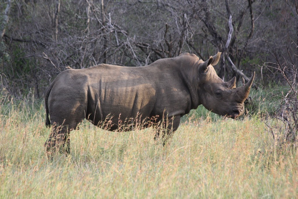 Alarming Rhino Poaching Statistics - Isibindi Africa Lodges