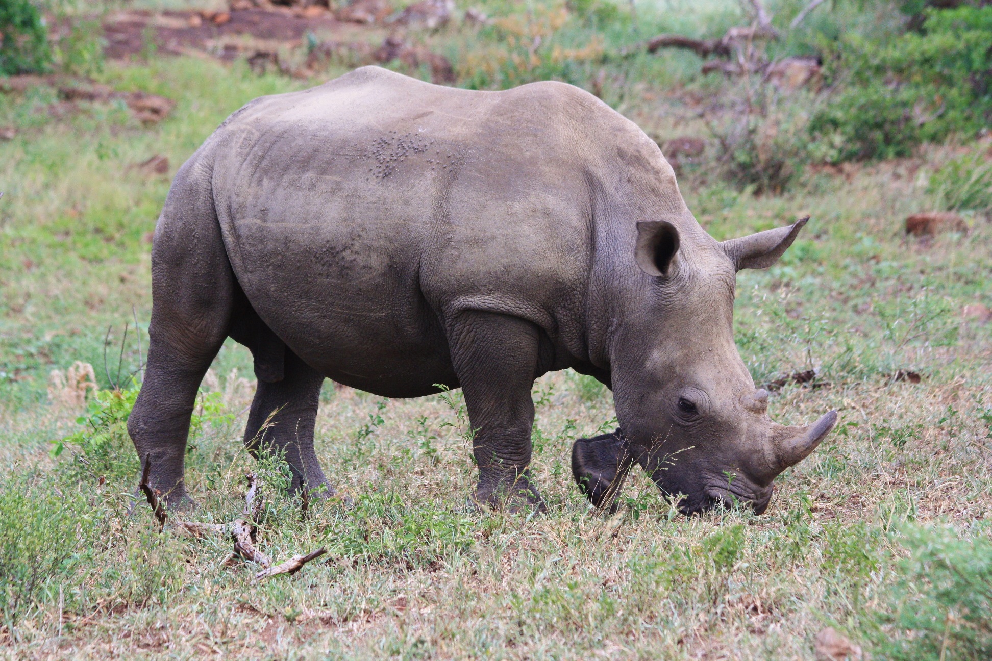 Alarming Rhino Poaching Statistics - Isibindi Africa Lodges