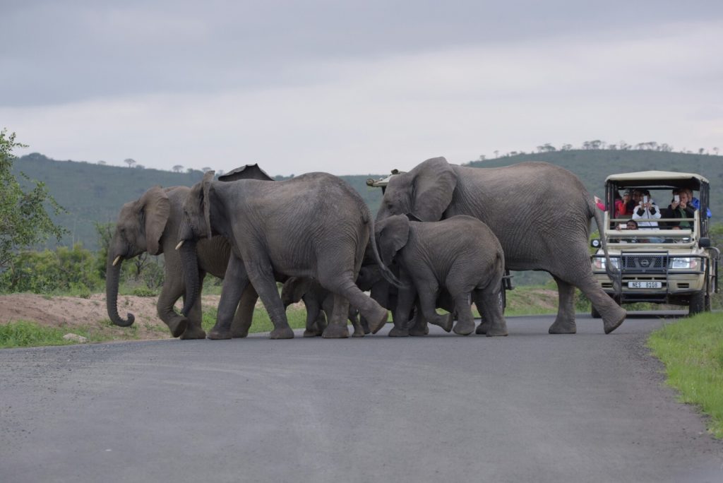 Beautiful Elephant Sightings Isibindi Africa Lodges