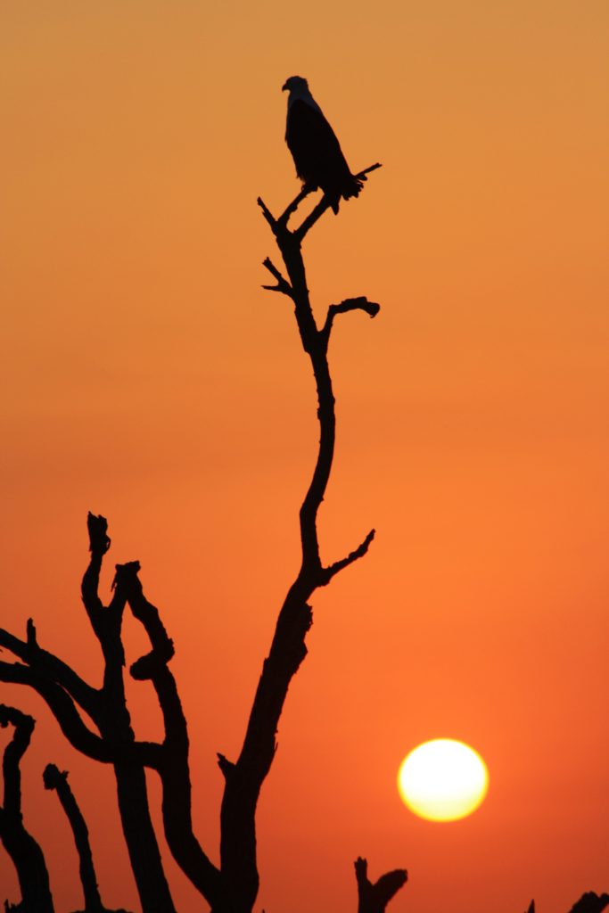 Taking a contemplative approach to your safari photography - Isibindi ...