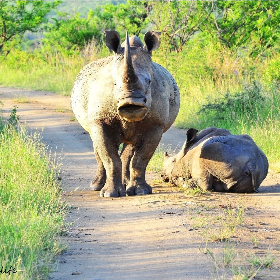 Rhino seen from Rhino Ridge Safari Lodge and photographed by ranger Jason Kipling